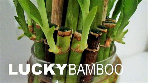 repotting bamboo houseplant.
